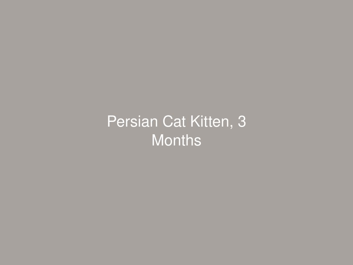 Persian Cat Kitten, 3 Months — photo 1 of 1