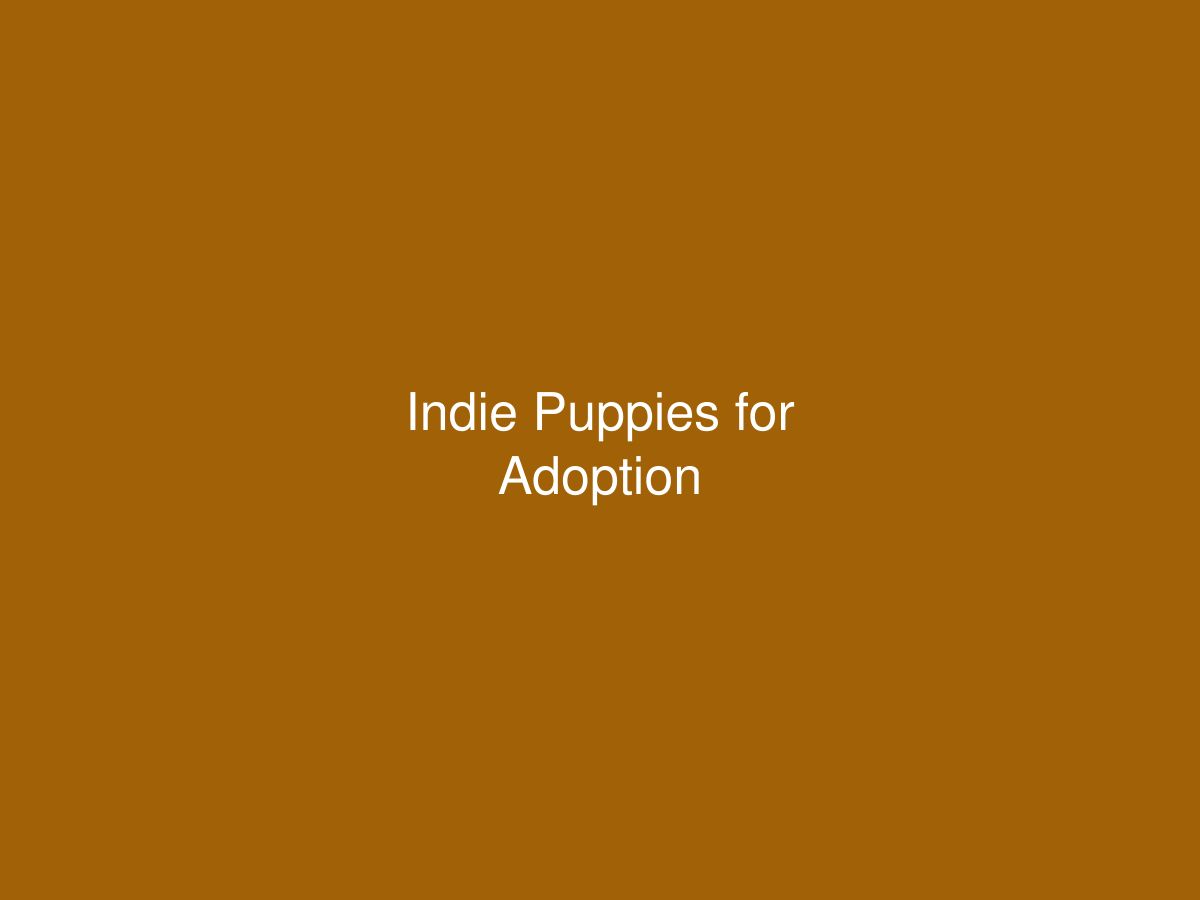Indie Puppies for Adoption — photo 1 of 1