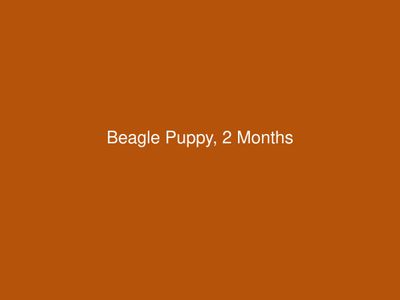 Beagle Puppy, 2 Months