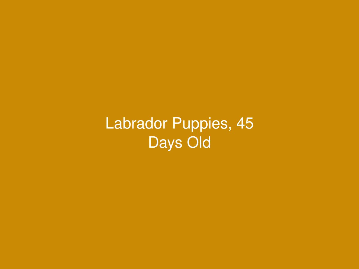 Labrador Puppies, 45 Days Old — photo 1 of 1