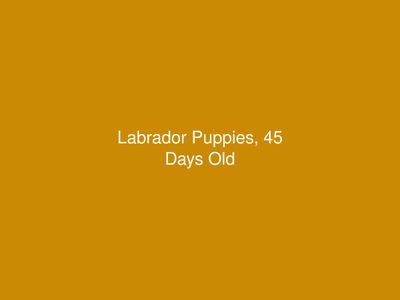 Labrador Puppies, 45 Days Old