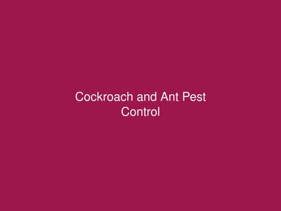 Cockroach and Ant Pest Control