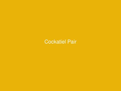 Cockatiel Pair