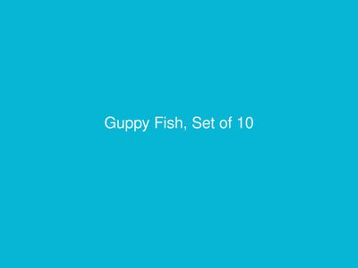 Guppy Fish, Set of 10