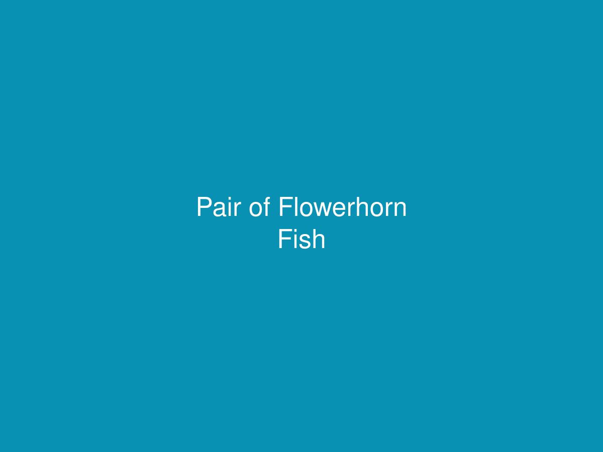 Pair of Flowerhorn Fish — photo 1 of 1