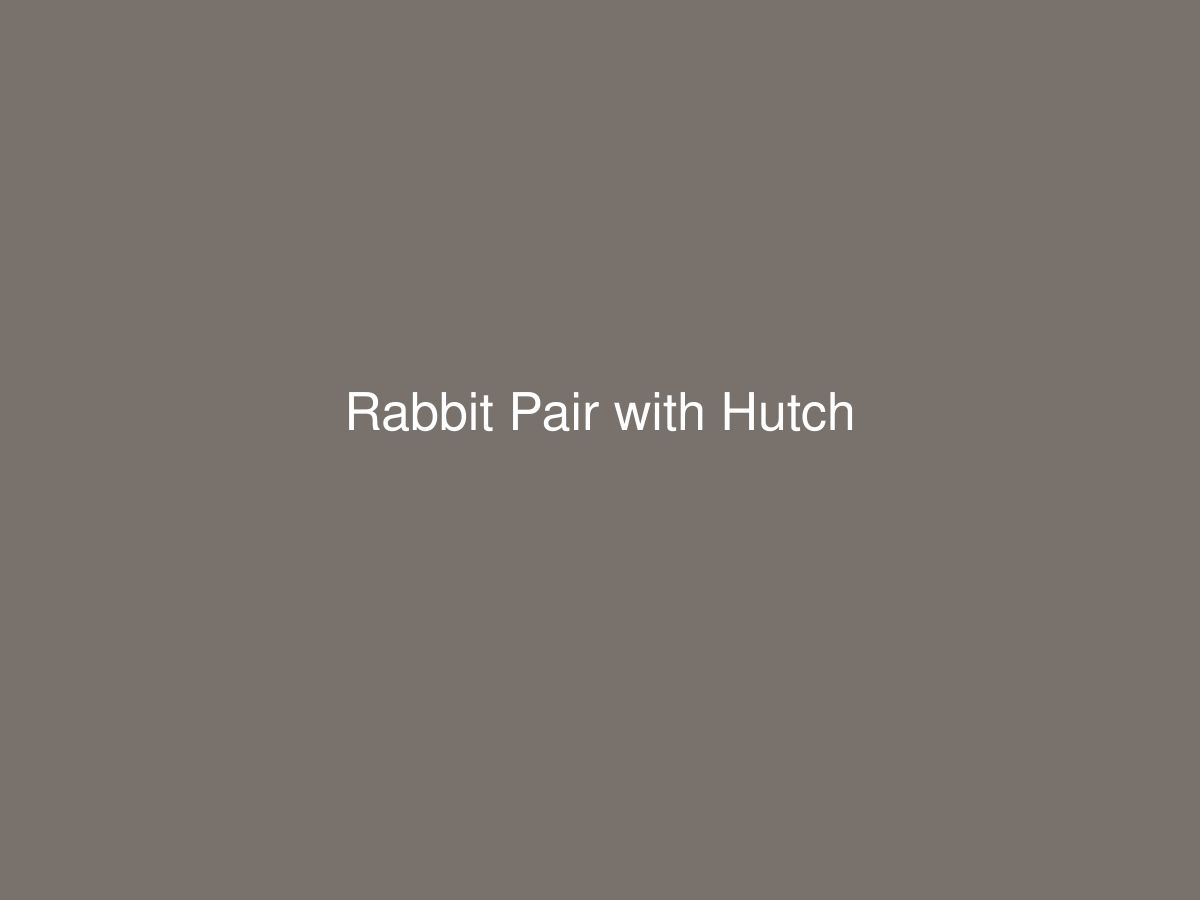 Rabbit Pair with Hutch — photo 1 of 1